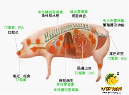 霉菌毒素时常侵蚀畜禽的健康，你hold住吗？