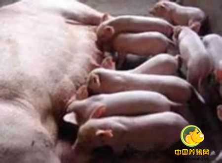 原来母猪宫内发育迟缓的原因在这！