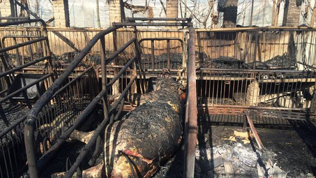 养猪场凌晨突起火 上百头猪命丧火场