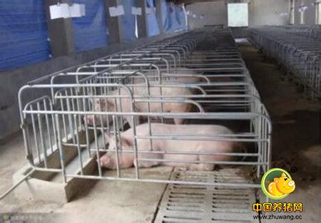 讨论:断奶前一定要减饲喂量？