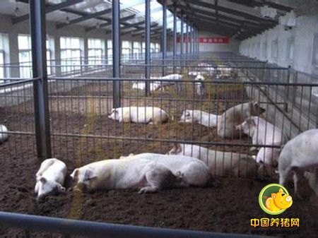 养越久饲料转换率越低成本越高卖掉亏不卖更亏