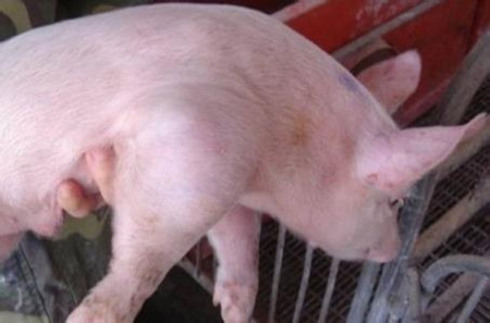 浅谈副猪嗜血杆菌病的危害与防控