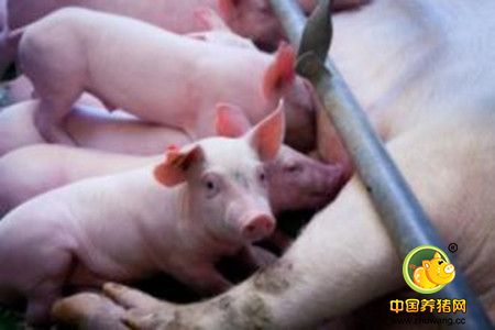 猪的肠道菌群与健康