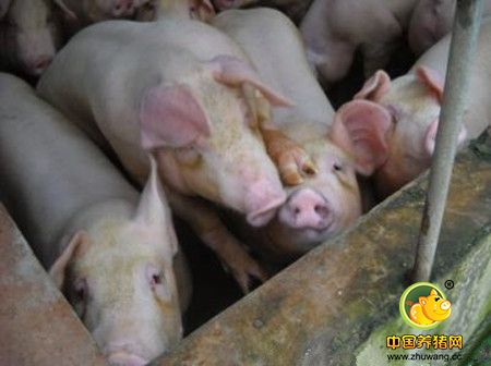 如何防治母猪子宫炎