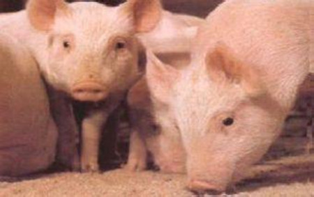 猪蓝耳病防控无效 小心“幕后黑手”支原体