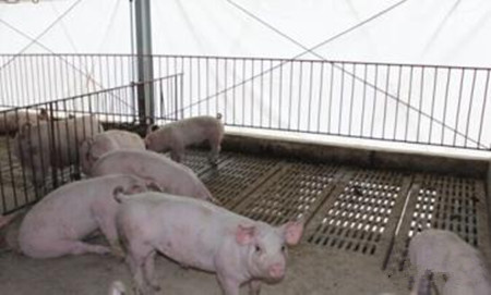 猪为什么会发烧?应该怎么退烧?这里告诉你小诀窍!