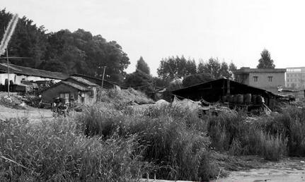 东莞一禁养区内养了近千头猪 熏得工人头晕想吐