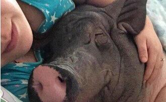 美女与170斤猪同吃同睡 网友：好白菜被猪拱了！