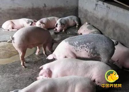 养殖户需正确使用安全高效的兽用生物制品