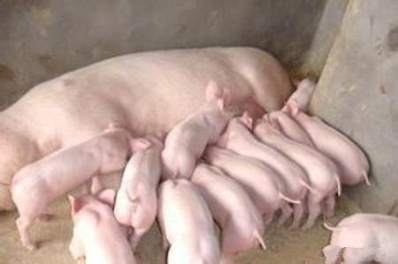 母猪在分娩时已经进行输液了，后面几天还要肌注消炎吗？