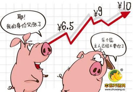 生猪供应还将继续吃紧 2017年猪价还能破10？