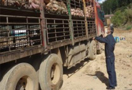 云南临沧多部门联合销毁280头非法入境生猪