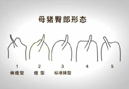 养猪技术-母种的怀孕前管理与饲料配制