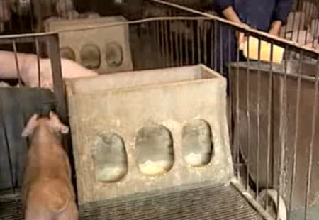 养猪技术-初生仔猪的喂养技术