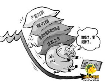 节前猪价调整空间非常有限 节后跌幅也有所限制