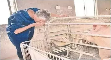 水质原来这么重要，你的猪喝到干净水了吗？