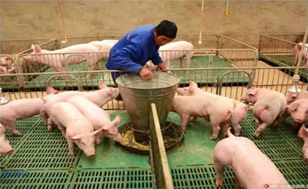 大降温来了，养猪场如何防冻抗寒？