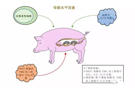浅谈母猪妊娠后期感染美洲型PRRSV时影响胎儿组织病毒量和死亡的因素