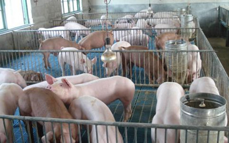 畜禽饲料不可缺锌