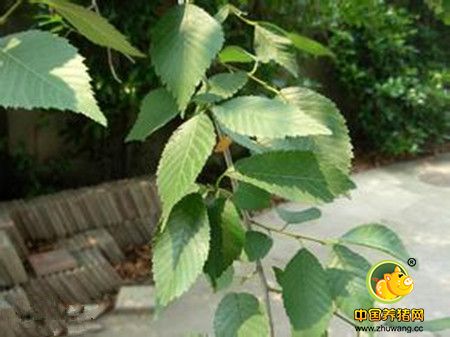 榆树叶——猪的好饲料