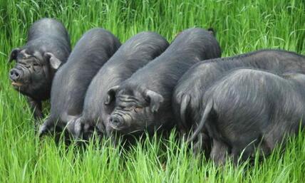 濒临灭绝的猪，数量比熊猫还少，谁来救救它？