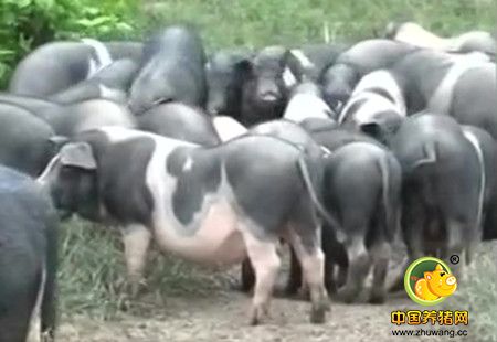 打响土猪保卫战！ 过年期间“乐安花猪”卖断货