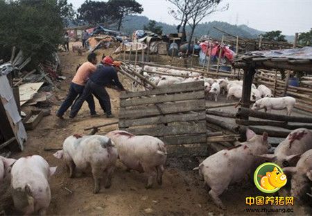 振奋！镇政府强拆养猪场被判违法，赔偿31万