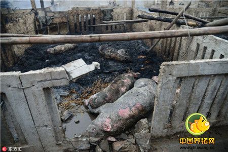 惨！山东一猪舍因放鞭炮失火 近百头猪变烤猪