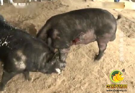 为赢得母猪芳心，两头公猪开始决斗，鲜血直流牙都打掉了