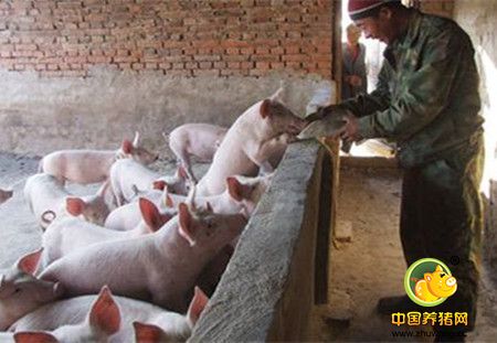 险资支农支小贷款落地广东 首笔50万贷给养猪户