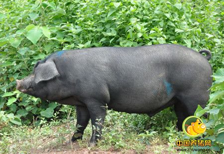 黔江：古法养猪有赚头 黑猪价格竟然是常规猪价的2.5倍