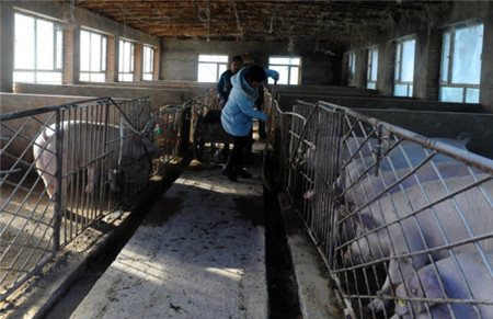 吉林珲春：念好“养猪经” 助边民脱贫致富