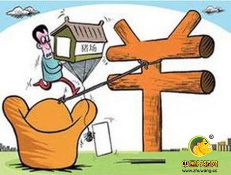 养猪行情分析：猪价上扬大势已现 但将会出现震荡