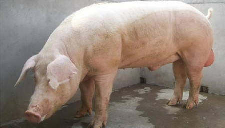 公猪精液质量的评估方法