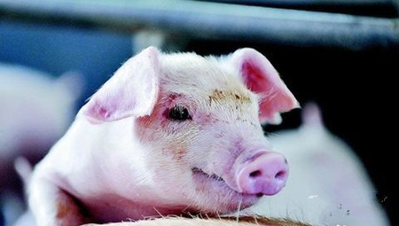 猪口蹄疫防治措施（精简版）