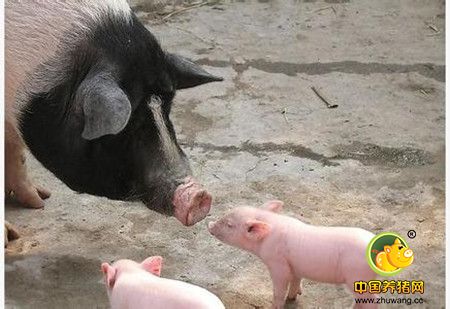 养猪成本控制的几点秘诀