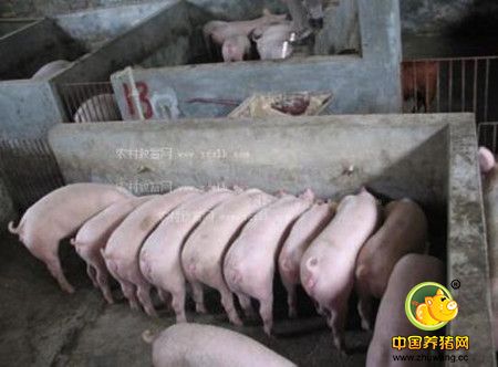 无公害猪猪舍建设和饲养要点