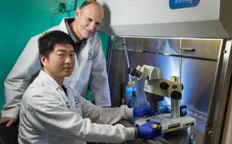 人猪嵌合体胚胎培育成功，在猪体内发育了3到4周……