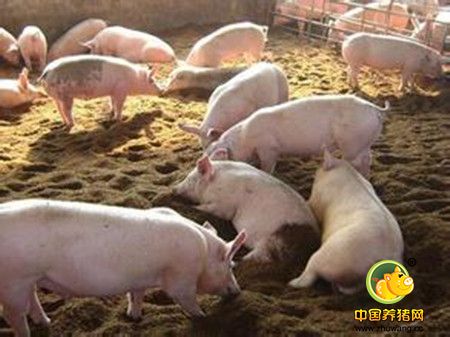 冬季养猪的九大技术