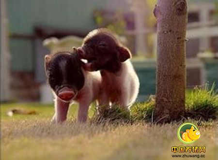 冬季养猪防寒保暖十招