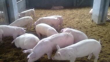 湖北一猪场涉嫌污染水源被罚30万元，老板被行拘