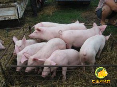 生物饲料，解决断奶期腹泻、生长停滞新方法