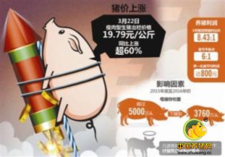 你最关心的事：正月期间猪价走势将如何？
