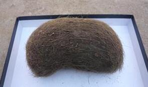 农户杀猪时发现“猪宝” 外表长毛个头像鸭蛋