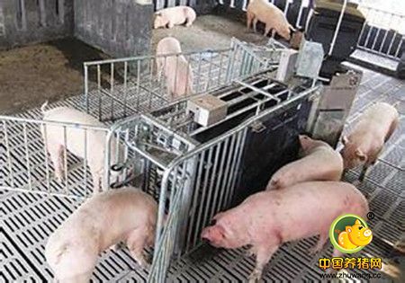 养猪如何选配饲料更合适