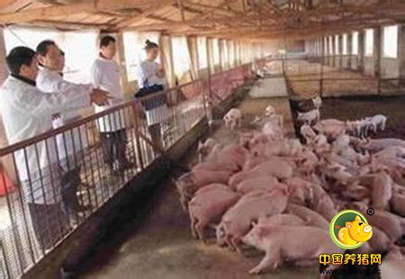 饲料加调料，养猪能增效