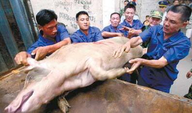 网曝江西广丰屠宰费高达500元/头，养户叫苦无门