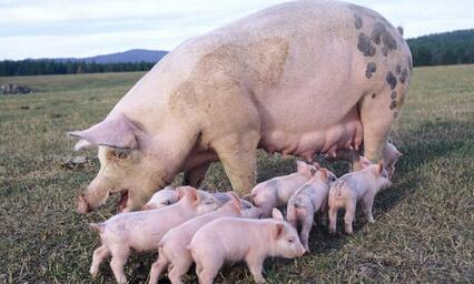 冤！猪场处理死猪符合规范，却遭网友举报