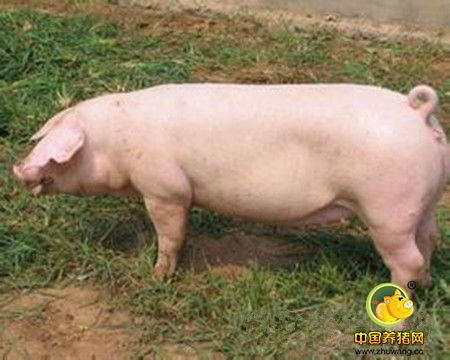 饲料颗粒机制出的饲料硬度偏高是怎么回事