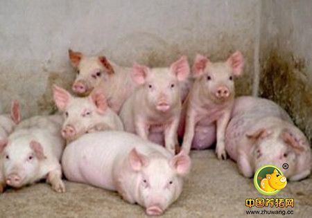 猪流行性腹泻的系统诊断方法，返饲病料制备与效果评价